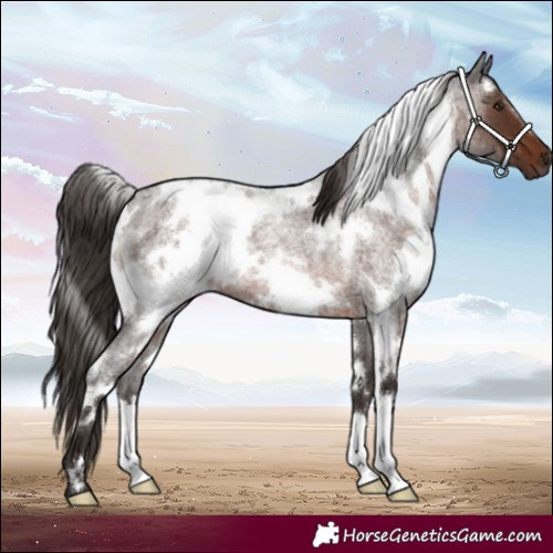 Horse Color:White Spotted Liver Red Roan