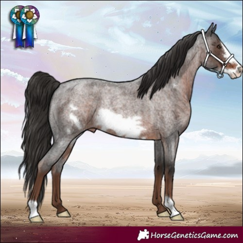 Horse Color:Liver Red Roan Frame 