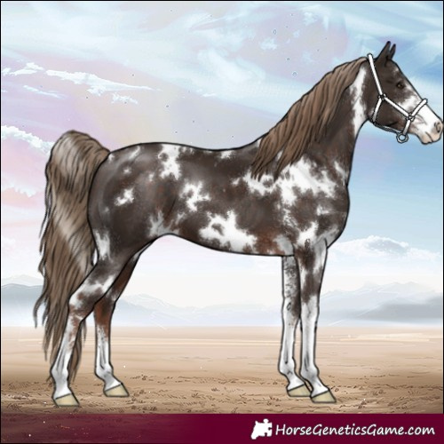 Horse Color:White Spotted Liver Chestnut Sabino
