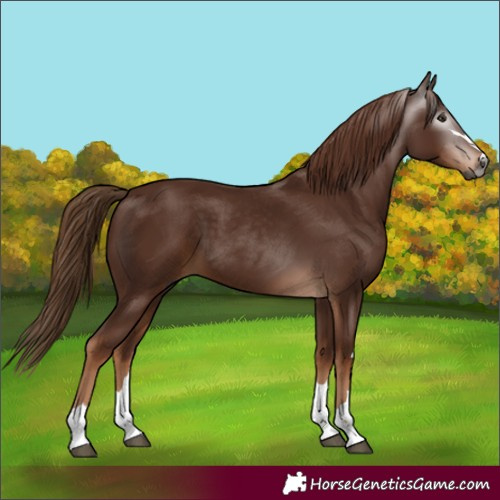 Horse Color:Gray Chestnut 