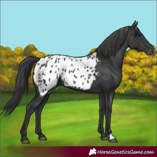 Horse Color:Black Near Leopard 