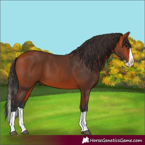 Horse Color:Bay Splash 