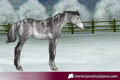 Horse Color:Powder White Platinum White Spotted Buckskin Dun Rabicano