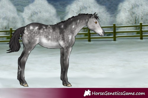 Horse Color:Platinum White Spotted Buckskin Dun Rabicano