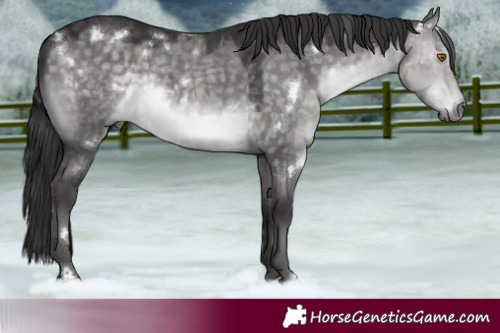Horse Color:Platinum White Spotted Buckskin Dun Rabicano