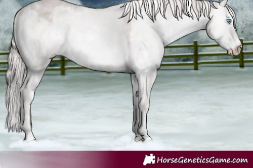 Horse Color:Platinum White Spotted Perlino Dun Rabicano 