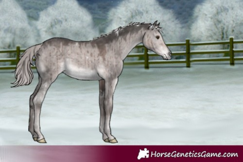 Horse Color:Platinum White Spotted Chocolate Palomino Dun Rabicano Brindle
