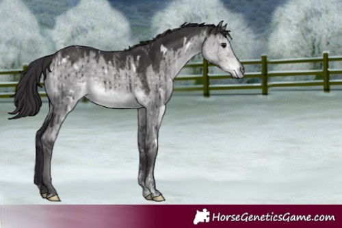 Horse Color:Powder White Platinum White Spotted Buckskin Dun Rabicano Brindle