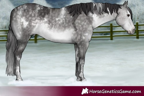 Horse Color:Powder White Platinum White Spotted Buckskin Dun Rabicano