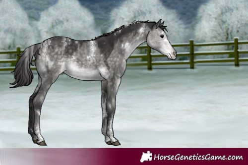 Horse Color:Powder White Platinum White Spotted Buckskin Dun Rabicano 