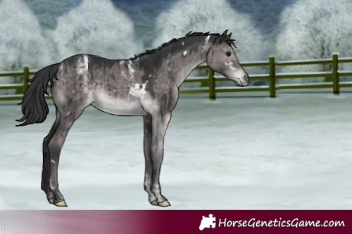 Horse Color:Powder White Platinum White Spotted Brown Dun Rabicano Brindle 