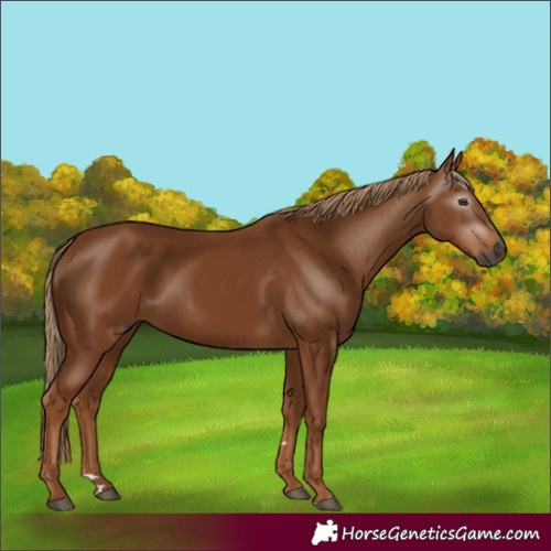 Horse Color:Gray Chestnut 