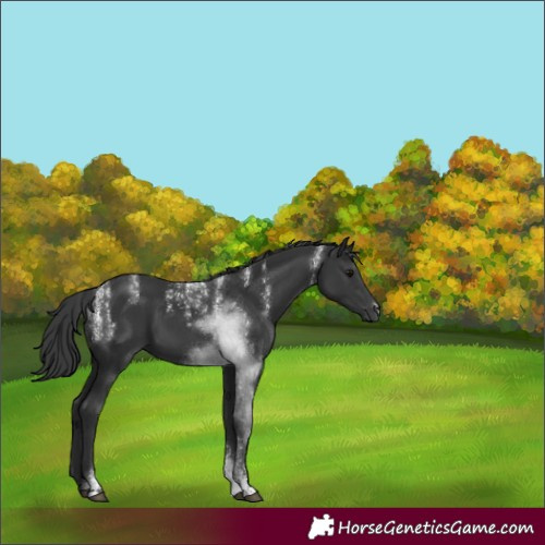 Horse Color:Powder White Black Sabino