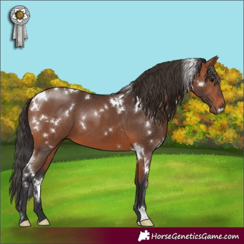 Horse Color:White Spotted Bay 