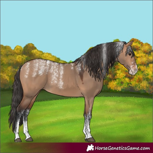 Horse Color:Powder White Bay Dun Sabino 