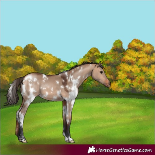 Horse Color:White Spotted Bay Dun