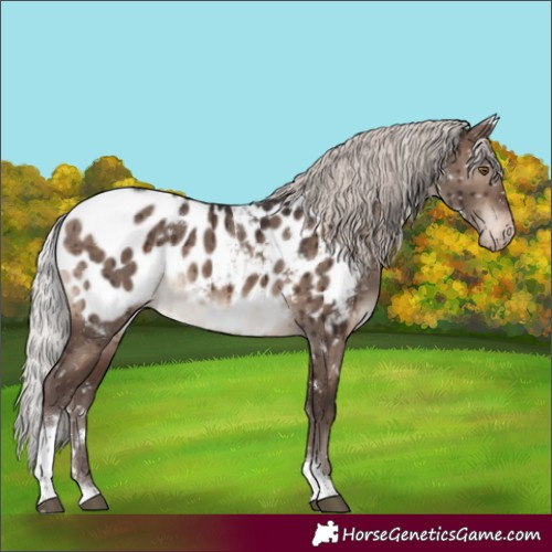 Horse Color:White Spotted Silver Brown Dun Mushroom Tobiano Near Leopard Rabicano Brindle 
