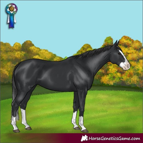 Horse Color:Black Splash 