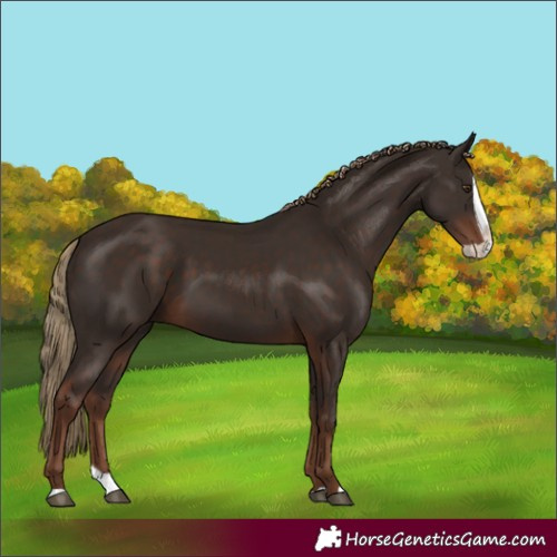 Horse Color:Liver Chestnut Splash 