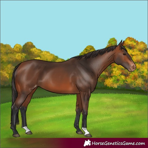 Horse Color:Bay Varnish 