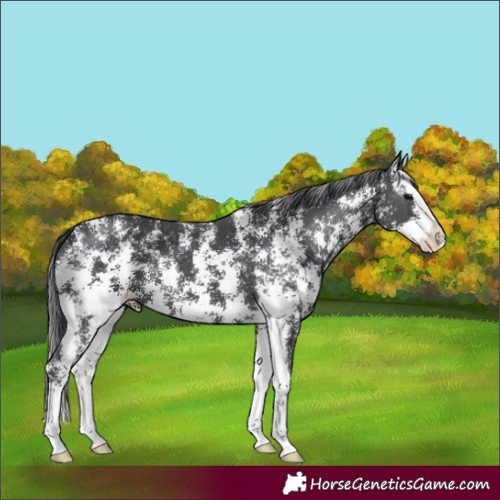 Horse Color:Black Sabino Splash