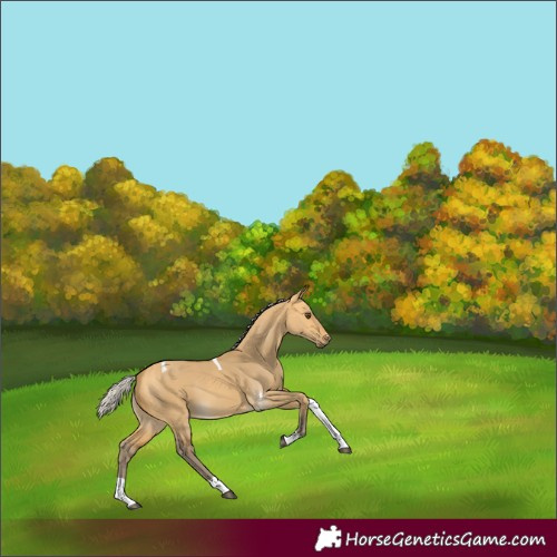 Horse Color:Silver Buckskin Dun Tobiano 
