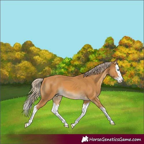 Horse Color:White Spotted Palomino Splash