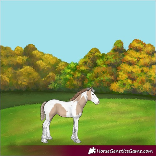 Horse Color:Red Dun Splash Tobiano 