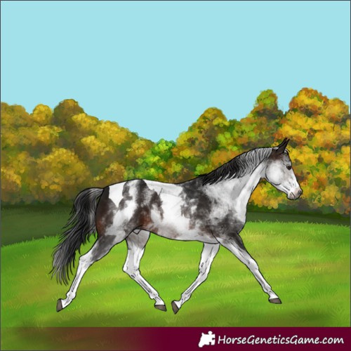 Horse Color:Gray White Spotted Brown Tobiano 