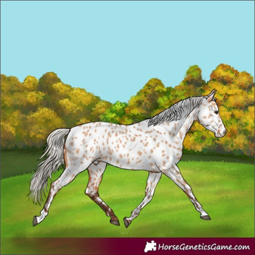 Horse Color:Silver Bay Dun Near Leopard 