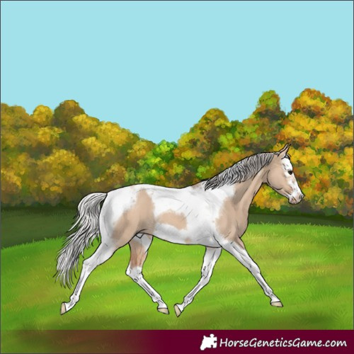 Horse Color:Silver Bay Dun Splash Tobiano Frame Rabicano
