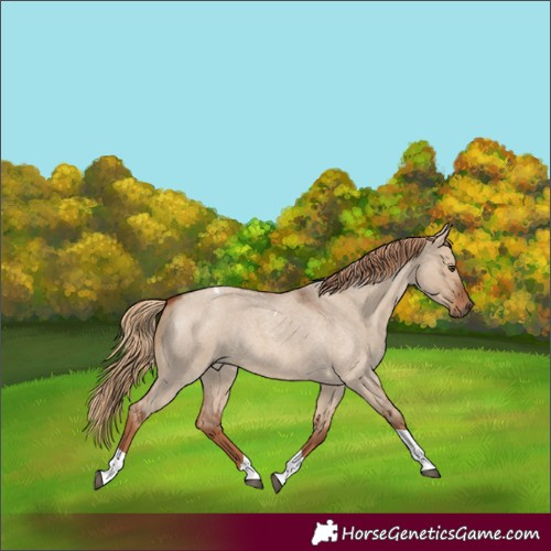 Horse Color:Red Dun Roan Tobiano Rabicano 