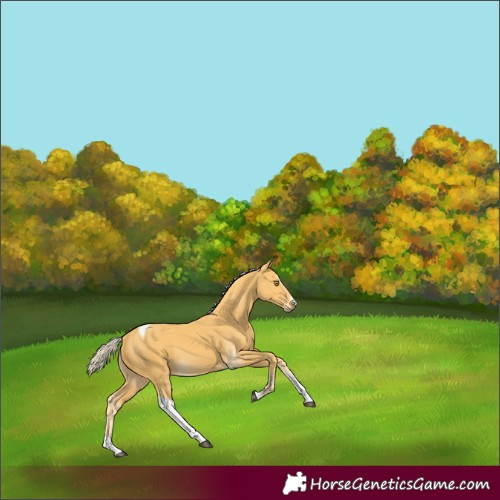 Horse Color:Palomino Splash Tobiano