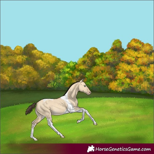 Horse Color:Amber Cream Champagne Dun Tobiano 