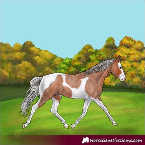 Horse Color:Silver Bay Roan Splash Tobiano