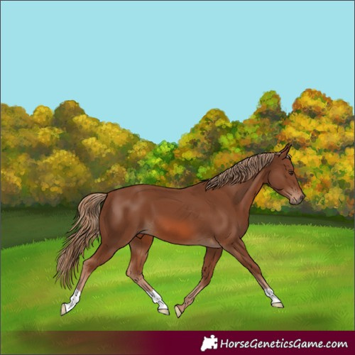 Horse Color:Chestnut 