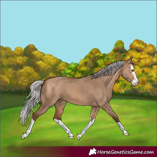 Horse Color:Silver Brown Dun Splash