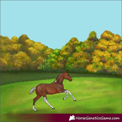 Horse Color:Silver Brown Tobiano 