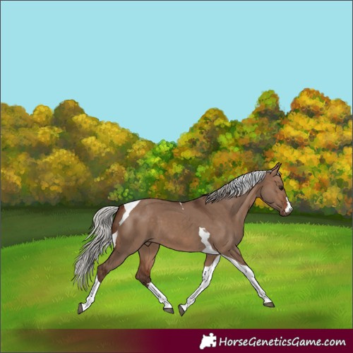 Horse Color:Silver Brown Dun Tobiano 