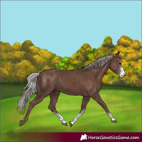 Horse Color:Silver Black Sabino
