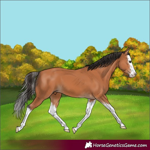 Horse Color:Bay Splash