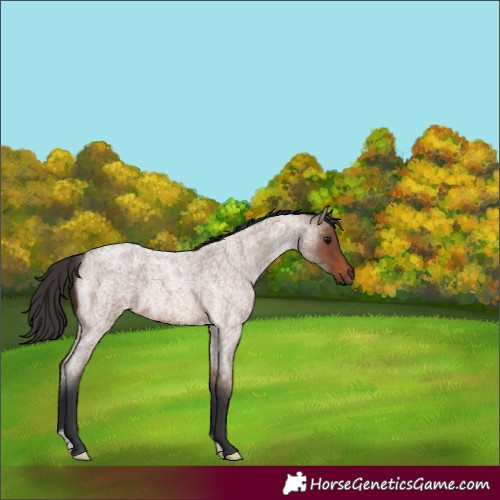 Horse Color:Unknown 