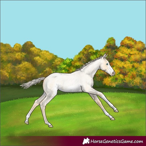Horse Color:Palomino Roan Pearl Dun Sabino Frame Rabicano