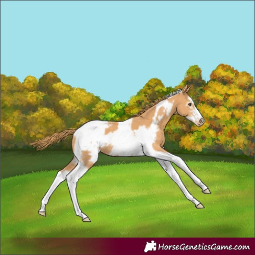 Horse Color:Chestnut Sabino Tobiano Frame Appaloosa 