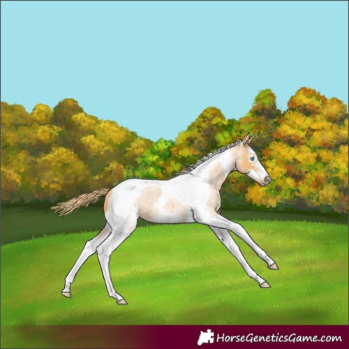 Horse Color:Red Roan Splash Tobiano Frame 