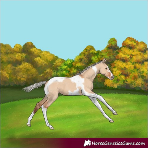 Horse Color:Silver Bay Dun Tobiano Frame 