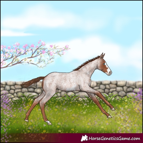 Horse Color:Red Roan Frame