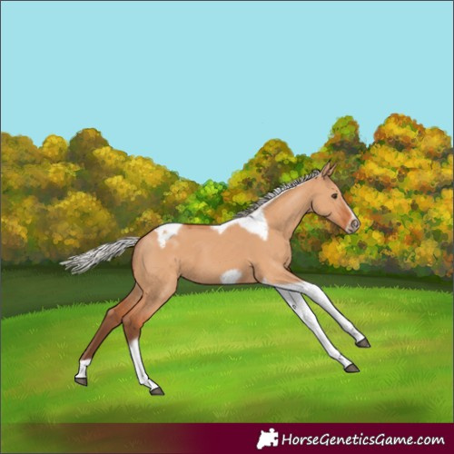 Horse Color:Silver Bay Dun Tobiano Frame