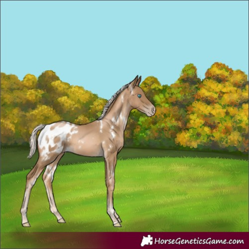 Horse Color:White Spotted Chocolate Palomino Pearl Blanket 