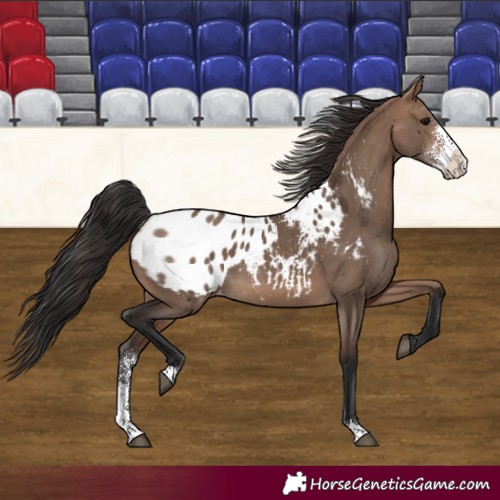 Horse Color:Brown Dun Sabino Blanket 